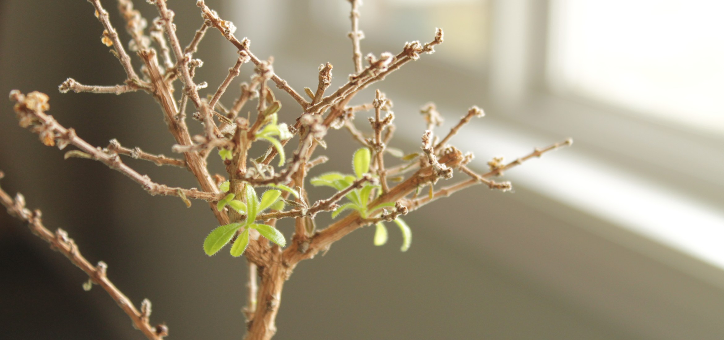 bonsai tree