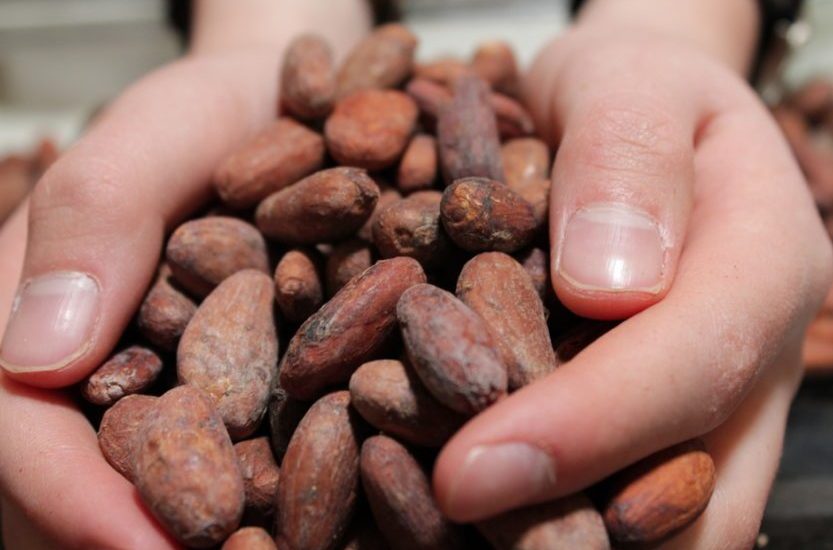 hand holding cocoa beans